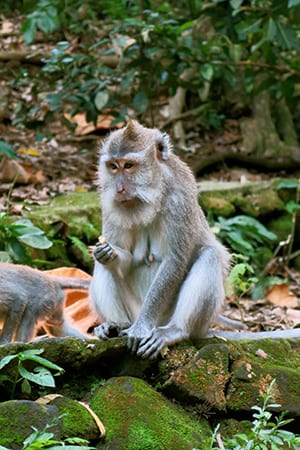 Monkey Forest - Ubud Bali retreat
