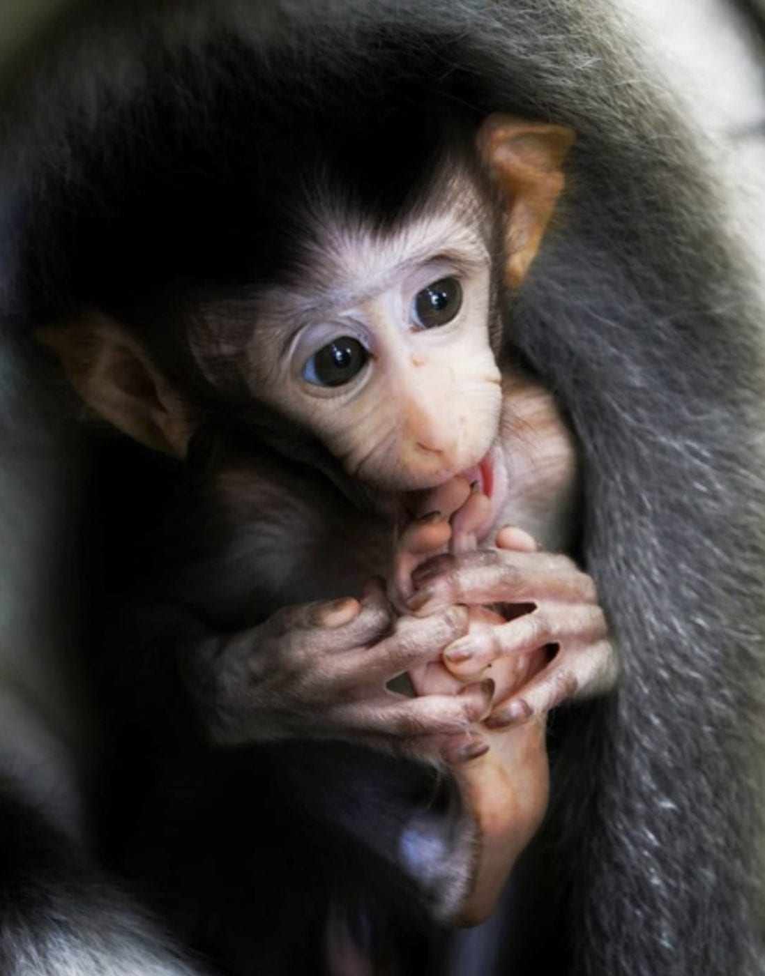 Bali Ubud Monkey Forest